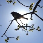 Ce temperaturi prognozeaza meteorologii pentru urmatoarele patru saptamani