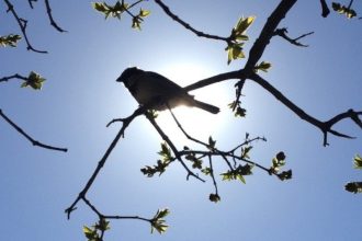 Ce temperaturi prognozeaza meteorologii pentru urmatoarele patru saptamani