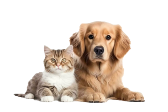 Cautam un nou coleg Medic Veterinar