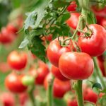 Primele legume romanesti au aparut in piete la preturi mari Vor uri scumpiri la rosii si in Maramures