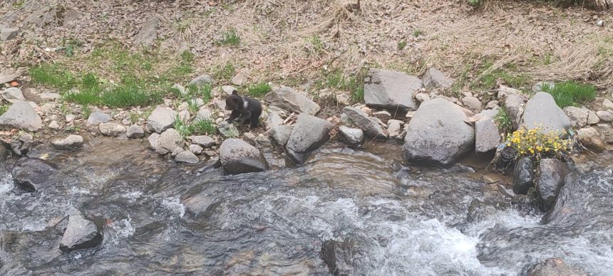 Pui de urs ratazit in Cavnic mutat in siguranta de catre jandarmii montani