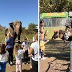 Zoo Park vine la Baia Mare singurul loc din Romania unde copiii pot hrani un elefant