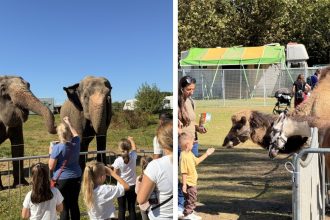 Zoo Park vine la Baia Mare singurul loc din Romania unde copiii pot hrani un elefant