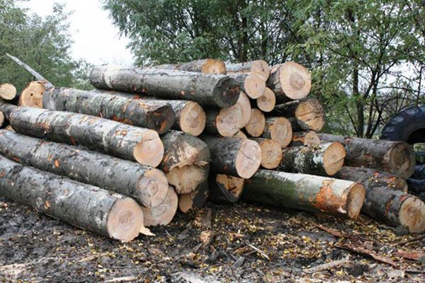 nereguli in transportul de material lemnos amenda si confiscare de lemn la viseu de sus