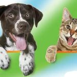 Campanie gratuita de sterilizare a cainilor si pisicilor in Baita Baii pe 2 si 3 august