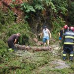 Copac cazut pe strada Valea Neagra Pompierii intervin pentru curaterea drumului foto
