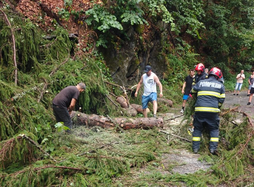 Copac cazut pe strada Valea Neagra Pompierii intervin pentru curaterea drumului foto