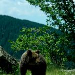 Decizia Romaniei referitoare la ursi provoaca reactii in presa internationala