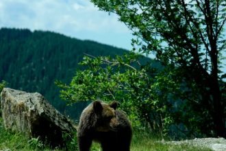 Decizia Romaniei referitoare la ursi provoaca reactii in presa internationala