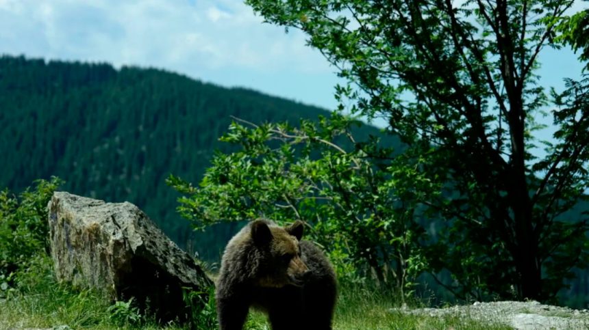 Decizia Romaniei referitoare la ursi provoaca reactii in presa internationala