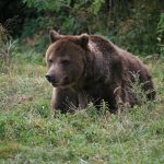 Urs observat in zona lacului Bodi din Baia Mare Autoritatile au emis un mesaj RO ALERT