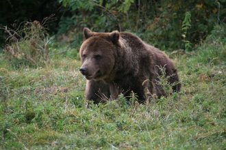 Urs observat in zona lacului Bodi din Baia Mare Autoritatile au emis un mesaj RO ALERT