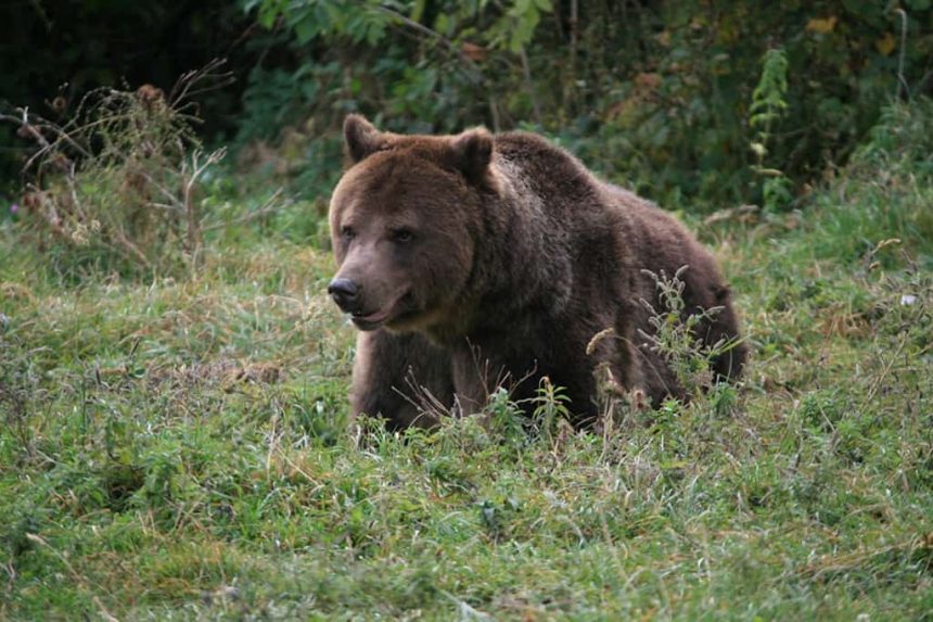 Urs observat in zona lacului Bodi din Baia Mare Autoritatile au emis un mesaj RO ALERT