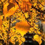 prognoza meteo pana in septembrie anm informeaza ca temperaturile vor fi superioare normalului in vestul si centrul tarii