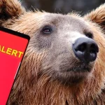 Alertă în Baia Sprie: urs văzut în zona ultimelor case, emis mesaj RO-ALERT