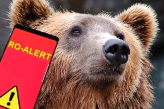 Alertă în Maramureș: Un urs a fost observat în zona localității Preluca Nouă