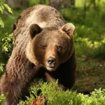 Alertă în Vișeu de Sus! Ursul a fost observat pe strada Mihai Eminescu
