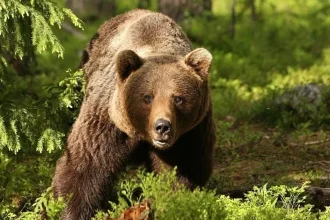 Alertă în Vișeu de Sus! Ursul a fost observat pe strada Mihai Eminescu