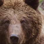 Alertă la Vișeu de Sus! Urs semnalat pe strada Valea Vinului; a fost emis mesaj RO-ALERT