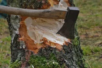 Bărbat de 61 de ani, ucis de un arbore la tăierea lemnelor, în Suciu de Sus