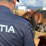 Controale la Festivalul Ecvestru din Baia Mare: amenzi de 7.500 lei și dosar penal