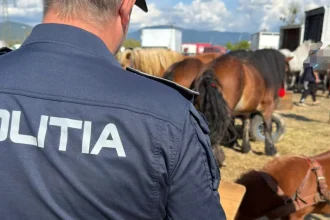 Controale la Festivalul Ecvestru din Baia Mare: amenzi de 7.500 lei și dosar penal
