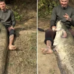 Somn de 2,25 metri prins pe Someș după trei ore de luptă