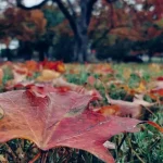 Vremea o ia razna: de la frig și ninsori la temperaturi de vară